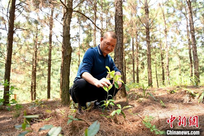 張高漢查看在松樹林下剛套種不久清明茶的生長情況?！埥鸫?攝